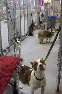 山东流浪动物爆料最新消息,最新爆料揭示生存困境与救助行动